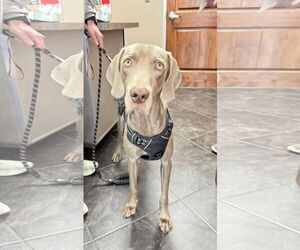 Weimaraner Dogs for adoption in Fort Worth, TX, USA