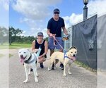 Small #2 American Staffordshire Terrier-Great Dane Mix