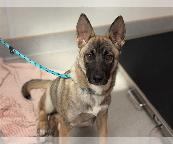 Medium Photo #1 Gerberian Shepsky Puppy For Sale in Rancho Cucamonga, CA, USA