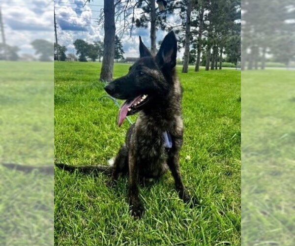 Medium Photo #2 Holland Shepherd Puppy For Sale in Imlay City, MI, USA