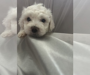 Bichon Frise Dog for Adoption in LIVERPOOL, New York USA