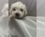 Small Photo #2 Bichon Frise Puppy For Sale in LIVERPOOL, NY, USA