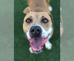 Small #2 American Pit Bull Terrier