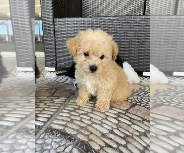 Medium Photo #2 Morkie Puppy For Sale in HOLLYWOOD, FL, USA