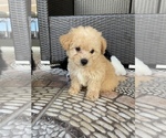 Small Photo #2 Morkie Puppy For Sale in HOLLYWOOD, FL, USA