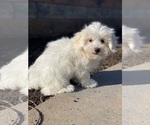 Small #3 Coton de Tulear