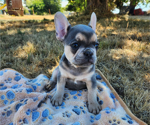 French Bulldog Puppy for sale in SEATTLE, WA, USA