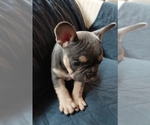 Small Photo #43 French Bulldog Puppy For Sale in MANHATTAN, NY, USA