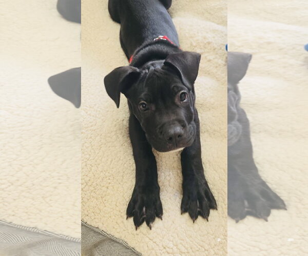 Medium Photo #5 Staffordshire Bull Terrier-Unknown Mix Puppy For Sale in Princeton, MN, USA
