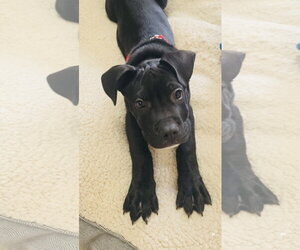 Tootsie Roll - Male Staffordshire Bull Terrier-Unknown Mix Dog for Adoption - Photo #5