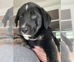 Small #2 Australian Shepherd-Great Pyrenees Mix