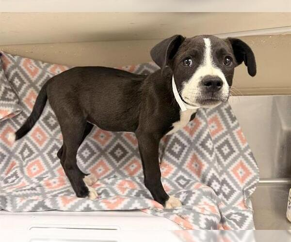 Medium Photo #1 Mutt Puppy For Sale in HESPERIA, CA, USA