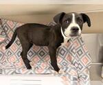 Small Mutt