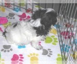 Small #12 Maltipoo