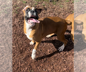 Boxer Dog for Adoption in INDIANAPOLIS, Indiana USA