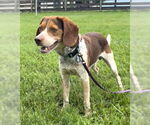 Small #2 Beagle