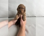 Small #1 Poodle (Miniature)