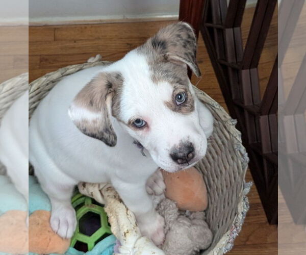 Medium Photo #1 Labrenees Puppy For Sale in Brooklyn Center, MN, USA