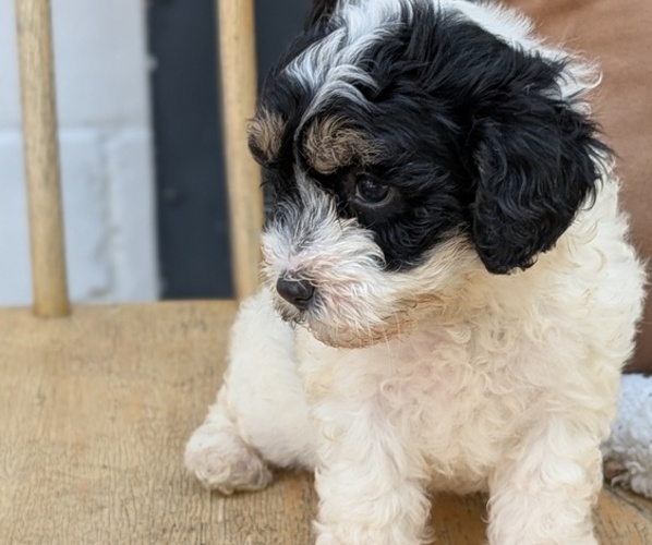 Medium Photo #46 Poovanese Puppy For Sale in GOSHEN, IN, USA