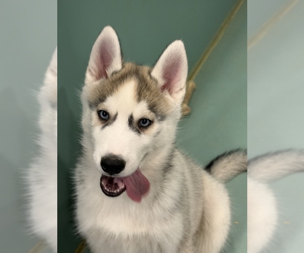Medium Photo #6 Siberian Husky Puppy For Sale in MOORCROFT, WY, USA