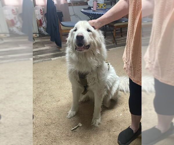 Medium Photo #4 Great Pyrenees Puppy For Sale in Winter Park, CO, USA