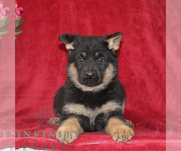 Medium Photo #1 German Shepherd Dog Puppy For Sale in QUARRYVILLE, PA, USA