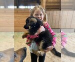 Small Photo #3 German Shepherd Dog Puppy For Sale in CORVALLIS, OR, USA