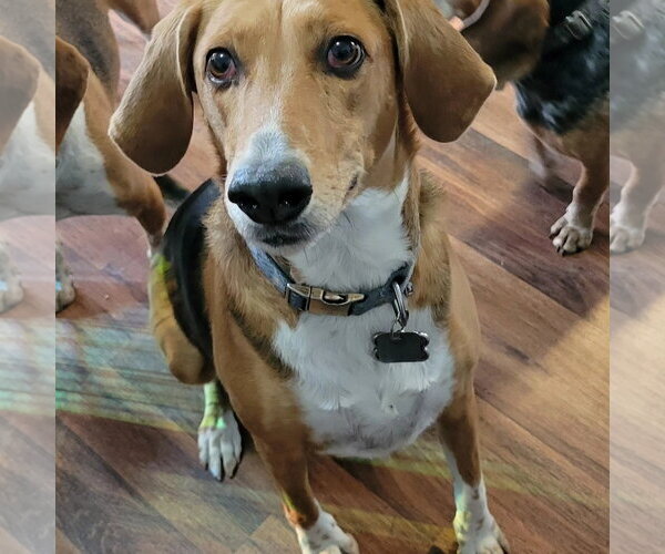 Medium Photo #6 Beagle-Unknown Mix Puppy For Sale in Las Vegas, NV, USA