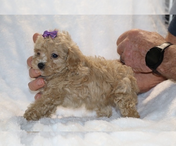 Medium Photo #20 Poodle (Toy) Puppy For Sale in DYERSBURG, TN, USA