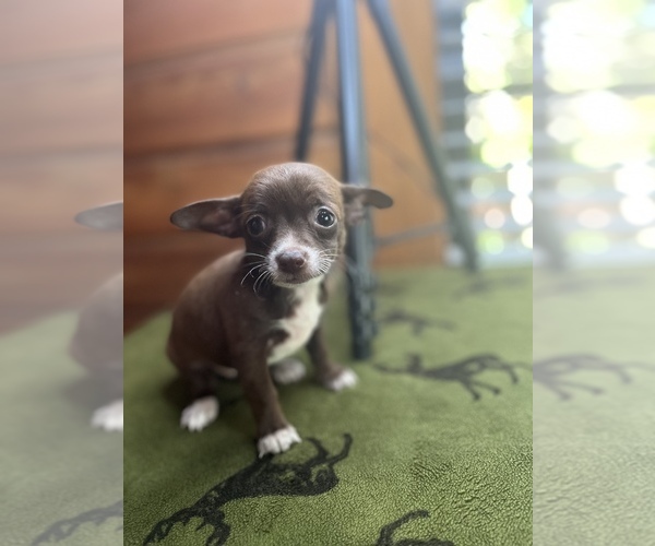 Medium Photo #6 Chihuahua Puppy For Sale in SAINT AUGUSTINE, FL, USA