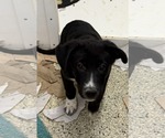 Small #1 Labrador Retriever Mix