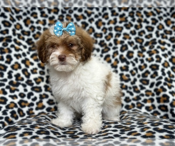 Medium Photo #8 Lhasa Apso Puppy For Sale in LAKELAND, FL, USA