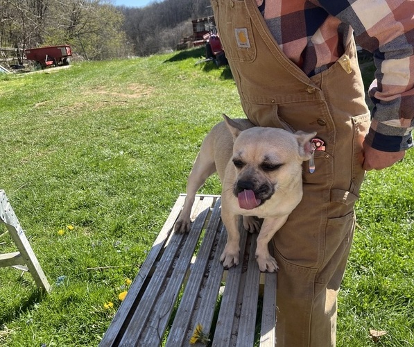 Medium Photo #27 French Bullhuahua Puppy For Sale in SPRAGGS, PA, USA