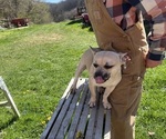 Small #26 French Bullhuahua
