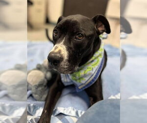 Mutt Dogs for adoption in Stockton, CA, USA