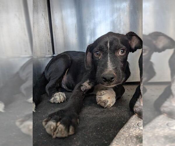 Medium Photo #1 Labrador Retriever-Unknown Mix Puppy For Sale in San Antonio, TX, USA