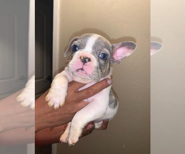 Medium Photo #5 French Bulldog Puppy For Sale in FAIRFIELD, CA, USA