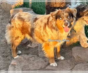 Mother of the Cavalier King Charles Spaniel-Miniature Australian Shepherd Mix puppies born on 06/15/2026