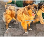 Small Photo #1 Cavalier King Charles Spaniel-Miniature Australian Shepherd Mix Puppy For Sale in POMONA, CA, USA