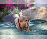 Puppy Sadie Dachshund