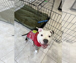 Medium American Pit Bull Terrier