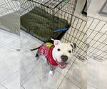 Small American Pit Bull Terrier