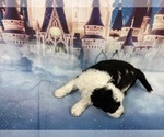 Small Photo #10 Aussiedoodle Miniature  Puppy For Sale in COMMERCE, MI, USA