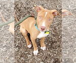Small #32 American Pit Bull Terrier-Blue Lacy Mix