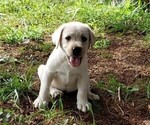 Small Photo #1 Labrador Retriever Puppy For Sale in ABERDEEN, MD, USA