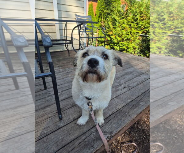 Medium Photo #6 Cairn Terrier-Unknown Mix Puppy For Sale in Techny, IL, USA