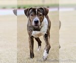 Small #11 American Pit Bull Terrier-Plott Hound Mix