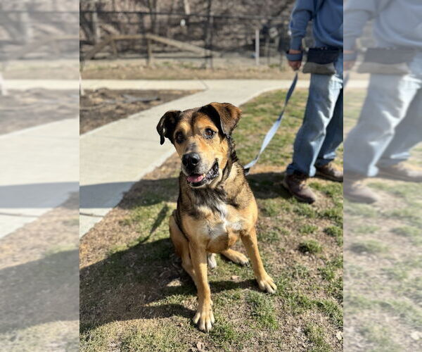 Medium Photo #3 Mutt Puppy For Sale in Elmsford, NY, USA