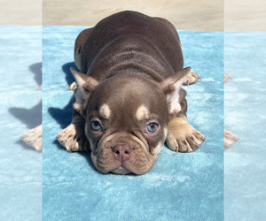 French Bulldog Puppy for sale in LINCOLN PARK, NV, USA