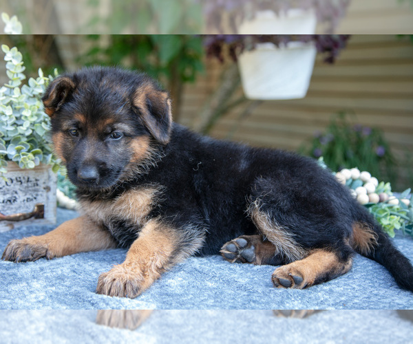Medium Photo #3 German Shepherd Dog Puppy For Sale in MANTON, MI, USA